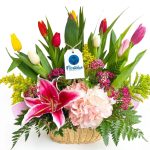 Tulipan Premium